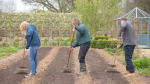 Three people with their backs to the camera rake a field